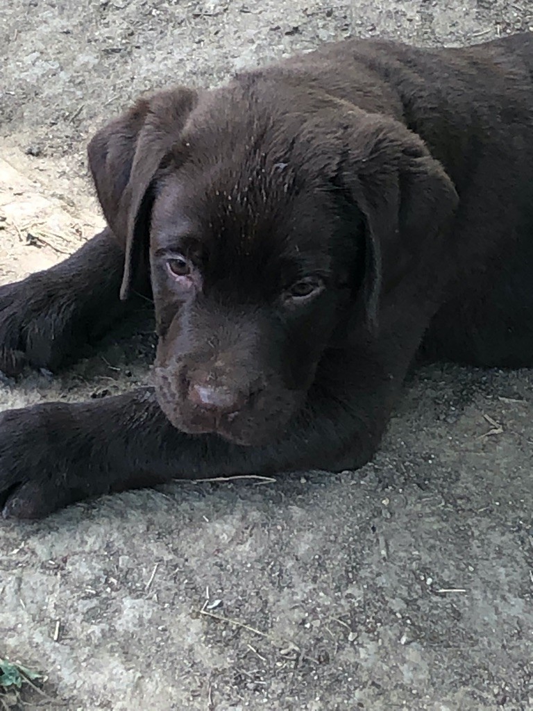 diamond du chai - Chiots disponibles - Labrador Retriever