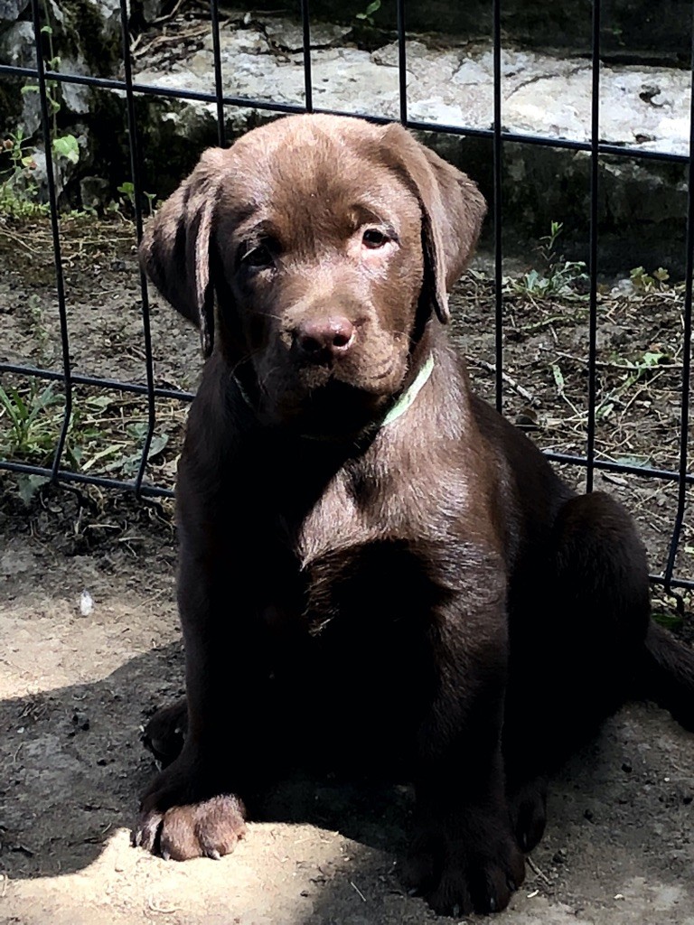 diamond du chai - Chiots disponibles - Labrador Retriever