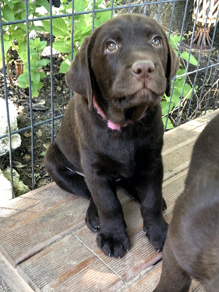 diamond du chai - Chiots disponibles - Labrador Retriever