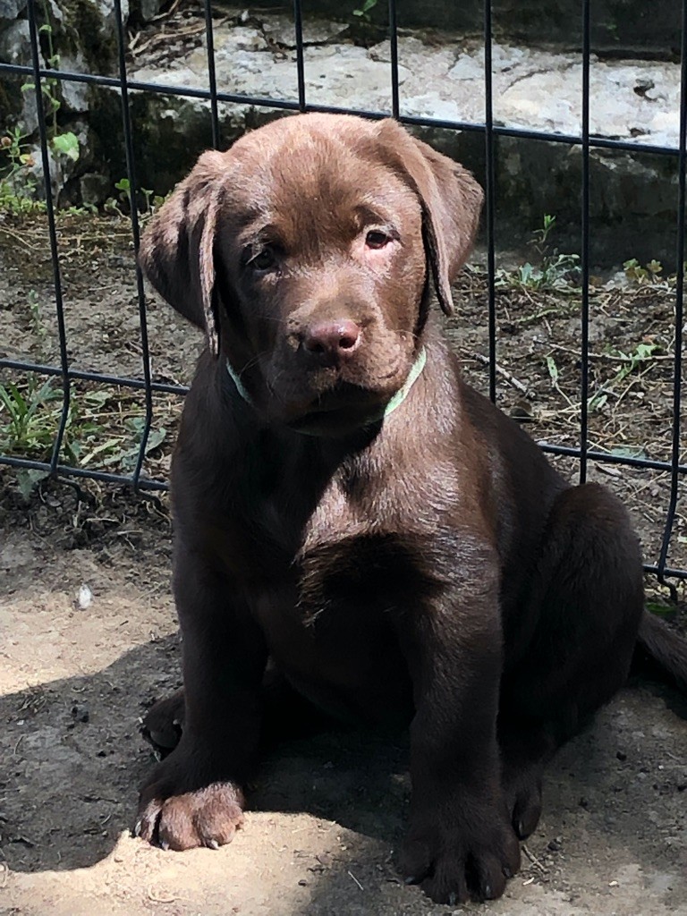 Chiot Labrador Retriever diamond du chai